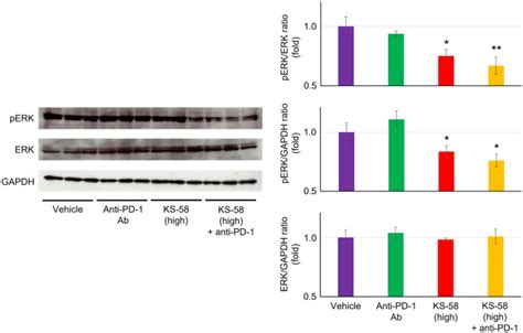 Mouse Colorectal Cancer Cell Lines Ct Wt Atcc Bioz