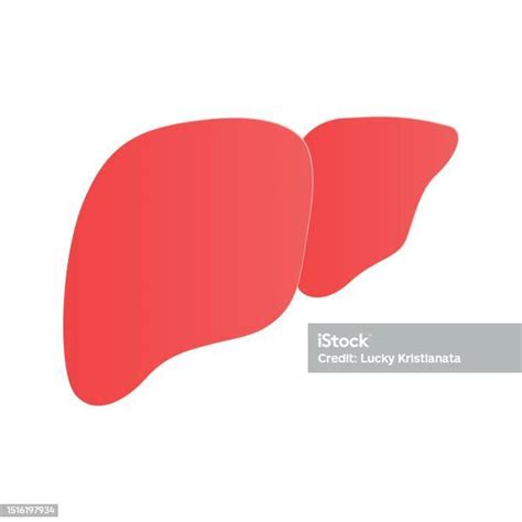 Liver Organ Medical Design Human Liver Stock Illustration Download Image Now Anatomy