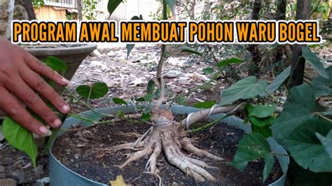 PROGRAM DASAR MEMBUAT BONSAI WARU BOGEL CALON PETARUNG YouTube