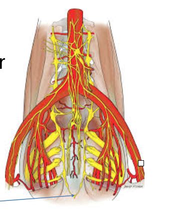 Anatomy Unit 2 PP 5 ANS Flashcards Quizlet