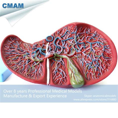 12544 CMAM VISCERA07 Liver Section With Gall Bladder Anatomy Model On