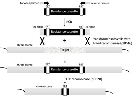 2 Schematics showing the deletion of a chromosomal gene with the λ Red