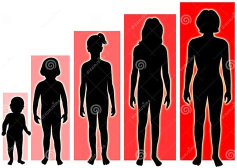 Female Growth Stages Stock Illustration Illustration Of Body 972395