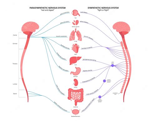 Premium Vector | Autonomic nervous system