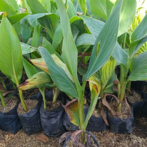 Jual Tanaman Hias Kana Hijau Tanaman Pisang Kana Shopee Indonesia