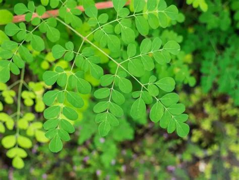 Como Plantar Moringa