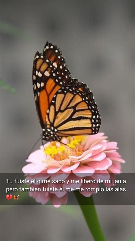 Mariposa Monarca Frase De No Se Q Pero Frase Spanish Quotes Frases