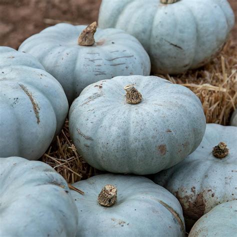 Pumpkin Seeds Crown Prince Buy Pumpkin Seeds Online Pumpkin Seeds