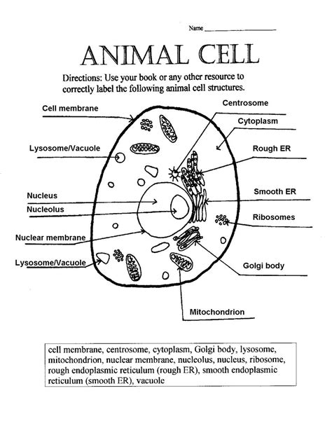 Plant Cell Diagram Labeled Worksheet