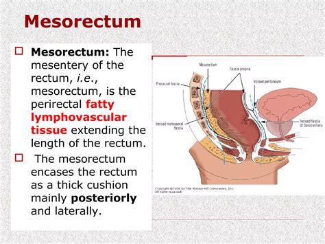 Surgical rectal anatomy | PPT | Free Download