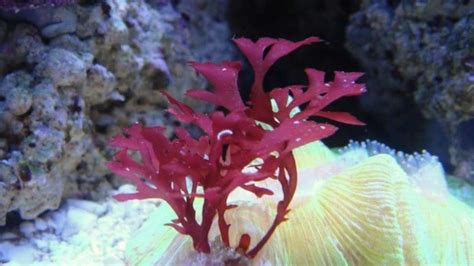 Mua Live Frag Red Gracilaria Hayi Red Bush Macro Algae Plant Reef