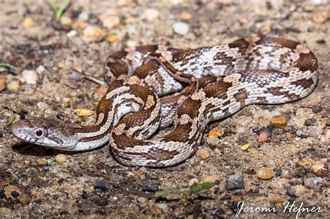 48 Snakes In Mississippi 7 Species Are Venomous