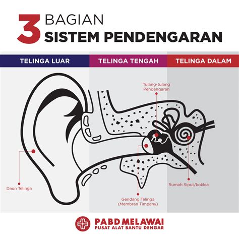 Anatomi Telinga Manusia