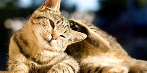 Miliary Dermatitis In Cats What Is It How Do I Treat It