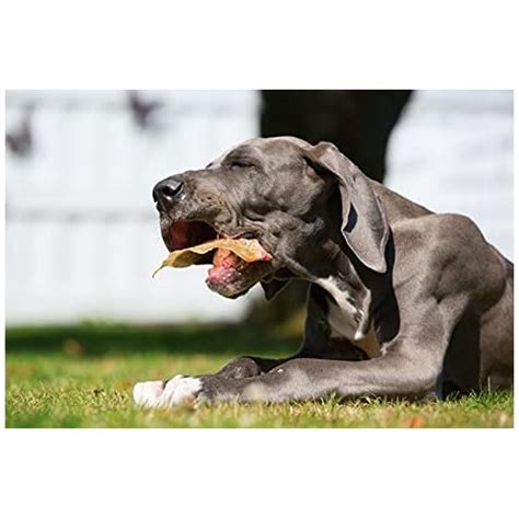 123 Treats Pig Ears for Dogs, 100% Natural Long Lasting Pork Dog Chews ...