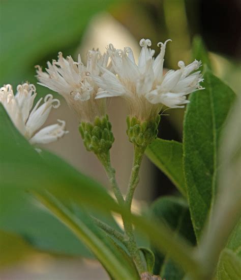 Gymnanthemum Amygdalinum Asteraceae Image At Phytoimages Siu Edu