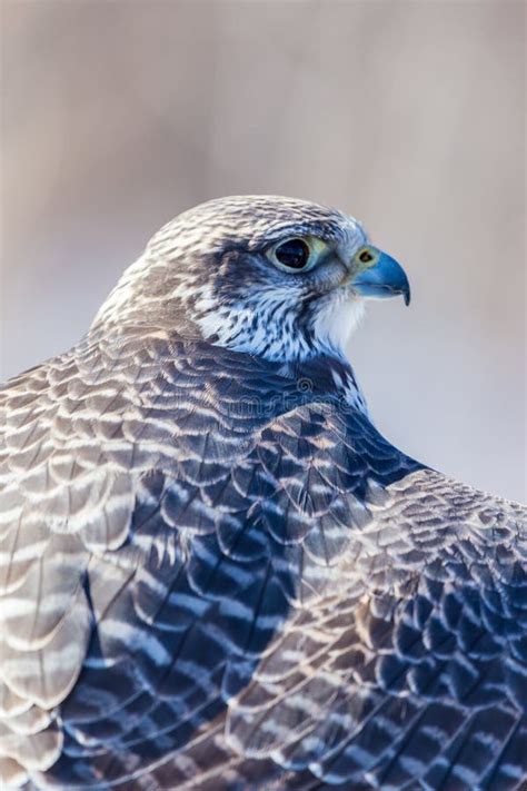 Gyrfalcon. stock image. Image of beak, colorful, hunter - 88353153