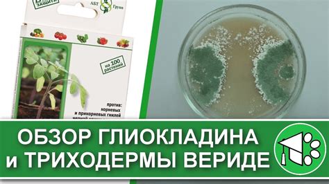 Обзор биопрепаратов Триходерма вериде и Глиокладин. Выращивание ...