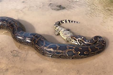 python slowly kills  swallows crocodile  wide open spaces