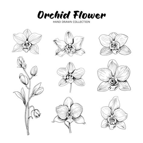 Premium Vector Vector Illustration Of Hand Drawn Orchid Flower