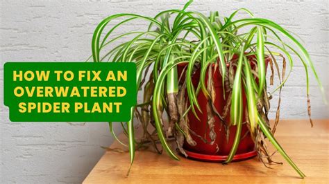 How To Revive An Overwatered Spider Plant Youtube