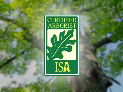 Certified Arborist Tree Services In Ca Maguire Tree Care Inc — Maguire Tree Care