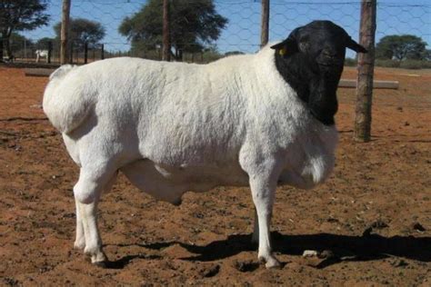 Black Headed Persian Sheep Dorper Sheep Dormer Sheep