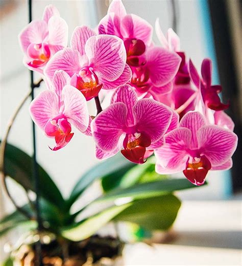 Wie Vermehrt Man Orchideen Aus Bl Tenstielen Ideen Und Tipps