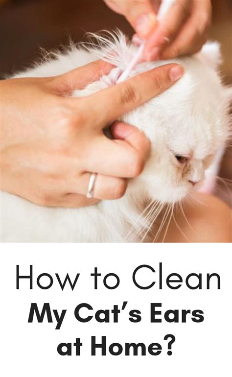 76 Best Of How To Treat Mites On A Cat Insectza