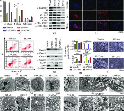 Inhibiting Both Lsd And G A In Escc Cells Induces S Phase Arrest And