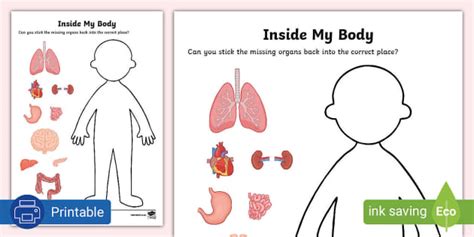 Free Inside My Body Human Organs Worksheet Twinkl Worksheets