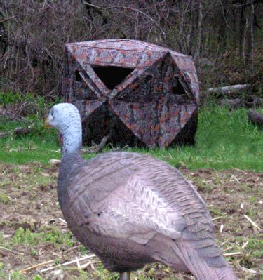 Foremost Hunting Blog: Turkey Decoy Placement- Critical