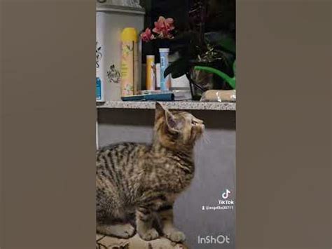 Кошки Матрёшки 🤣😍🐱 - YouTube