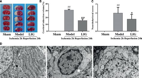 Frontiers Ligustilide Attenuates Ischemia Reperfusion Induced