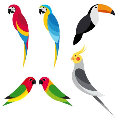 Eclectus Parrot Illustrations Royalty Free Vector Graphics And Clip Art Istock