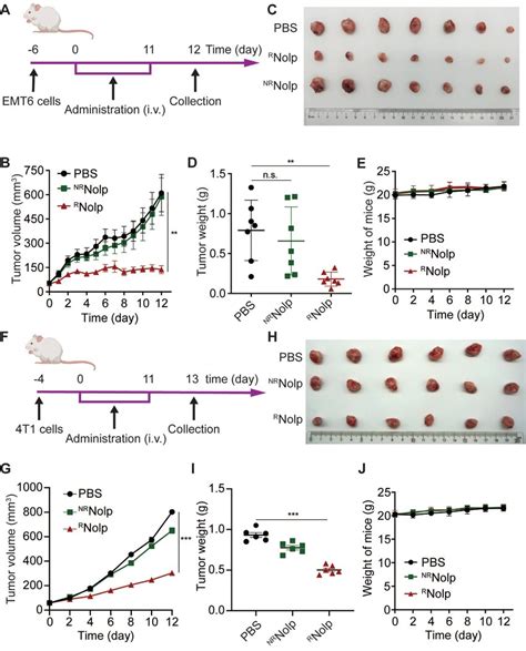 R Nolp Inhibits Tumor Growth In Orthotopic Mouse Models Of Tnbc A