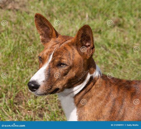 Head Of A Brindle Basenji Stock Image - Image: 21098991