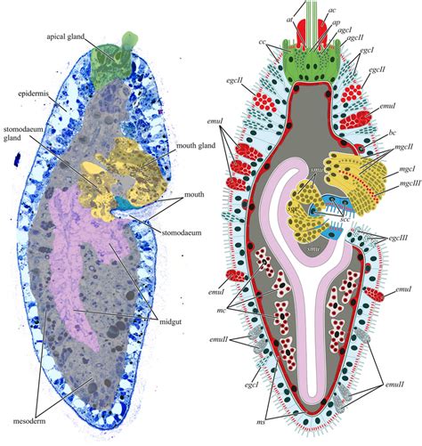 Schematic Illustration Of Tetrodotoxin Ttx Distribution In Days