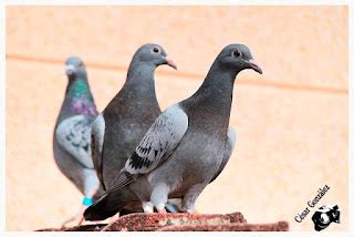 Palomas Mensajeras Los Concursos De Pichones