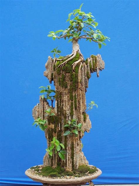 RP Tiger Bark Ficus Roots On Rocks Bonsai Tree Care Bonsai Art