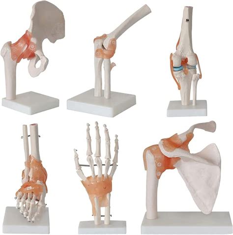 Uigjiog Pieces Human Joint Model Life Sized Human Skeleton Model