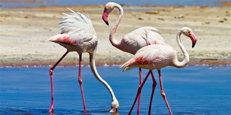 Cagliari Sea and Flamingos Tour - Sardinia Magic Experience