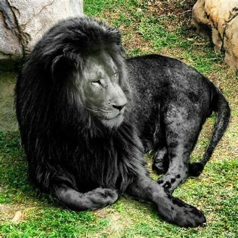 black  beautiful  stunning animals  melanism unusual animals