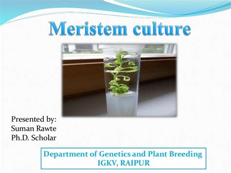 Meristem culture