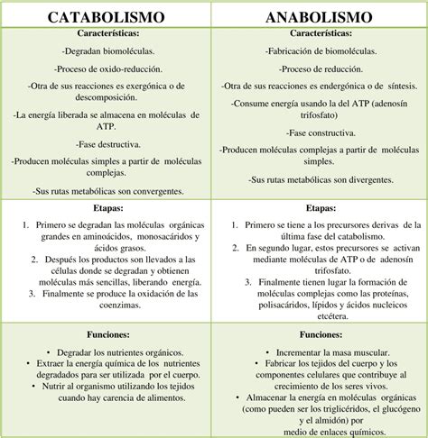 Cuadros Comparativos Entre Anabolismo Y Catabolismo Cuadro Comparativo