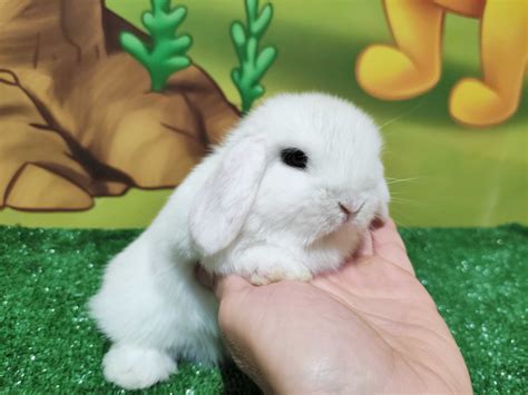 Pi Kny Mini Lop Bia Y Baranek Miniaturka Kr Lik I Teddy Bydgoszcz Olx Pl