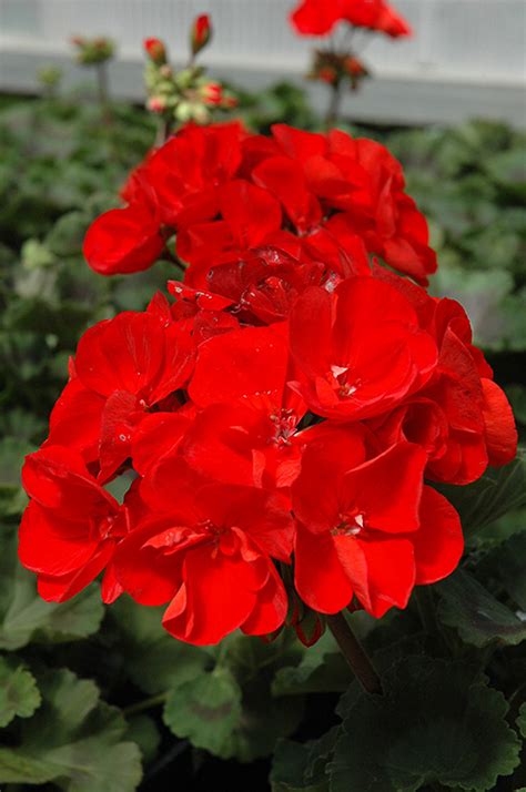 Tango Geranium Pelargonium Tango In Denver Centennial Littleton