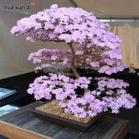 Popular Japanese Indoor Plants-Buy Cheap Japanese Indoor Plants lots ...