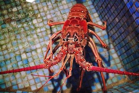 Spiny Caribbean Lobster—Not Your Average Maine Lobster | Caribbean, Maine lobster, Caribbean recipes