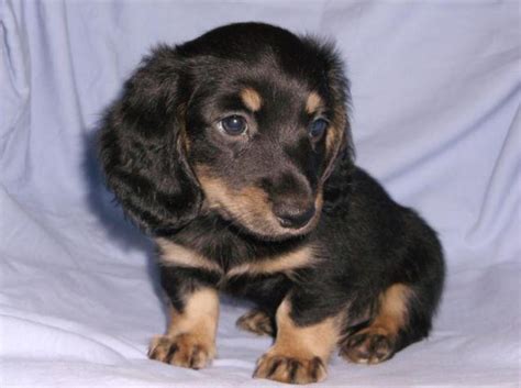 AKC Miniature Dachshund Black Cream Longhair Puppy For Sale In